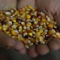The Rise of Locally Sourced Markets in Summit County, OH